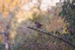 Oiseaux Accenteur mouchet (Prunella modularis)