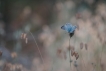 Insectes Argus bleu (Polyommatus icarus)