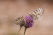 Insectes Demi deuil et apollon au dortoir