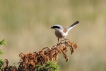 Oiseaux pie grièche écorcheur