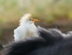 Oiseaux heron garde boeuf