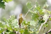 Oiseaux Hippolais polyglotte