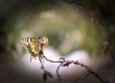 Insectes Machaon (Papilio machaon)