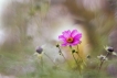 Flore Cosmos