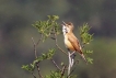 Oiseaux Rousserolle turdoïde (Acrocephalus arundinaceus)