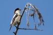 Oiseaux pie grièche à tête rousse