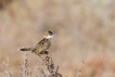 Oiseaux Cisticole des joncs (Cisticola juncidis)