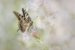 Insectes Machaon (Papilio machaon)