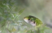 Reptiles Lézard vert (Lacerta bilineata)