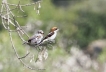 Oiseaux Pie Grieche à tête rousse adulte et juvénile