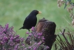 Oiseaux Merle noir (Turdus merula)