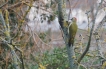 Oiseaux Pic vert (Picus viridis)