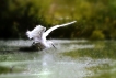 Oiseaux Aigrette garzette (Egretta garzetta)