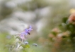 Flore Bourrache officinale (Borago officinalis)