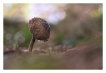 Flore Lepiote élevée (lepiota procera)