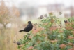 Oiseaux Merle noir (Turdus merula)