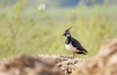 Oiseaux Vanneau Huppé (Vanellus vanellus)