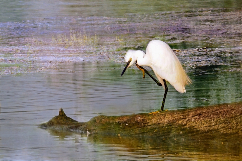 Photo Oiseaux Aigrette garzette (Egretta garzetta)