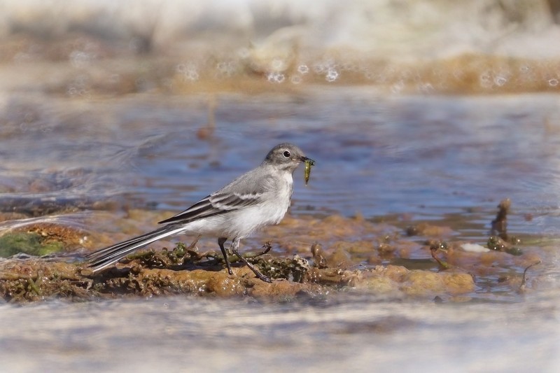 Photo Oiseaux Bergeronette grise