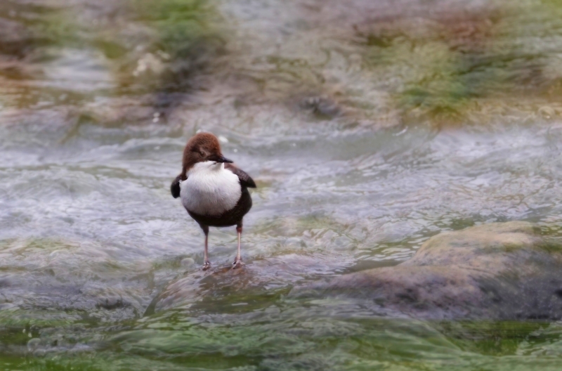 Photo Oiseaux Cincle plongeur (Cinclus inclus)