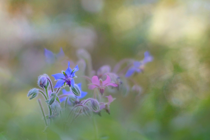 Photo Flore Bourrache officinale (Borago officinalis)