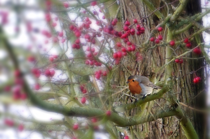 Photo Oiseaux Rouge gorge familier