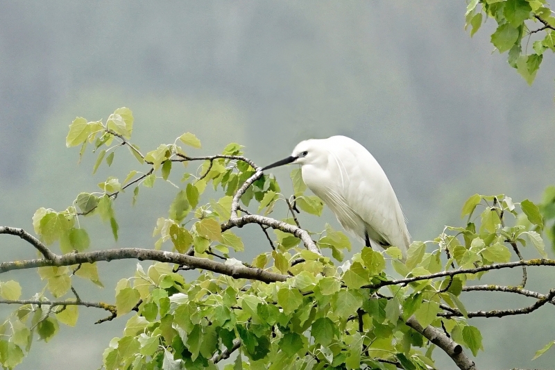 Photo Oiseaux Aigrette garzette (Egretta garzetta)