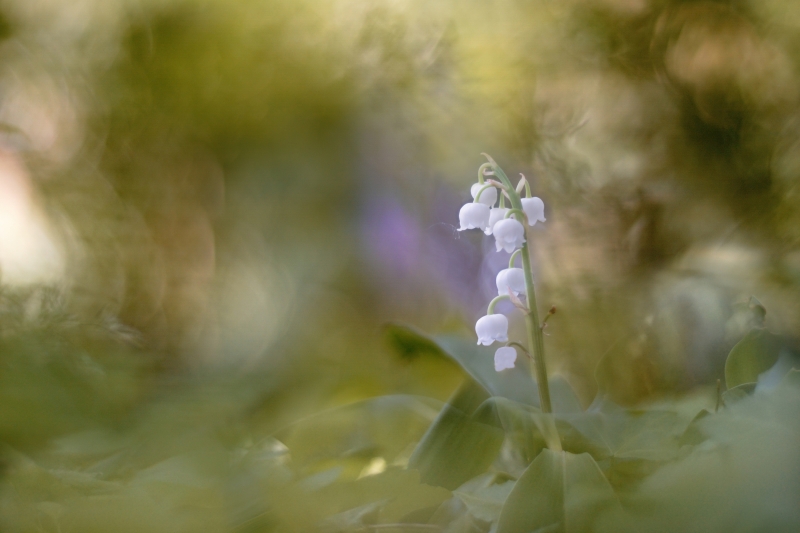 Photo Flore Muguet