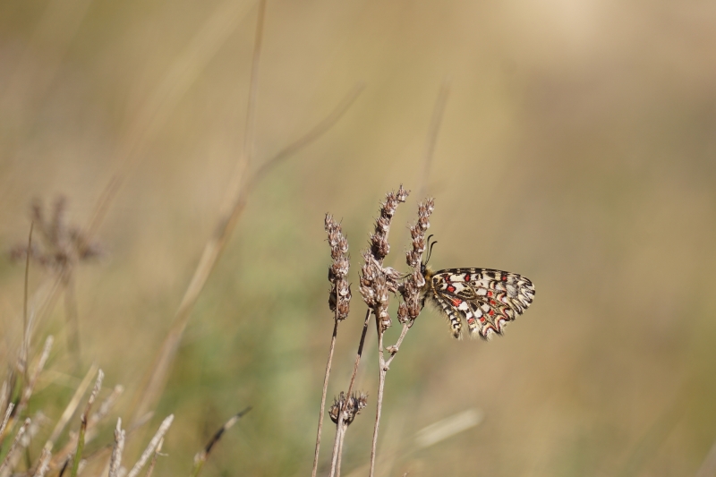 Photo Insectes