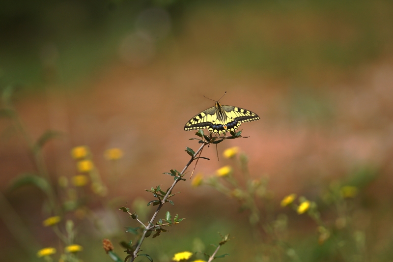 Photo Insectes Machaon