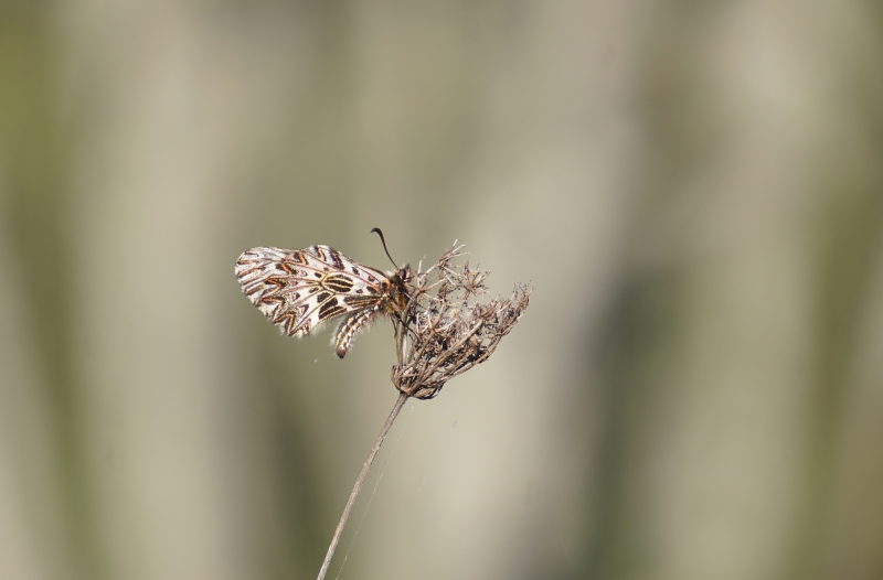 Photo Insectes Diane