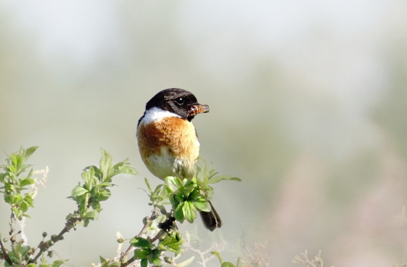 Photo Oiseaux tarier pâtre