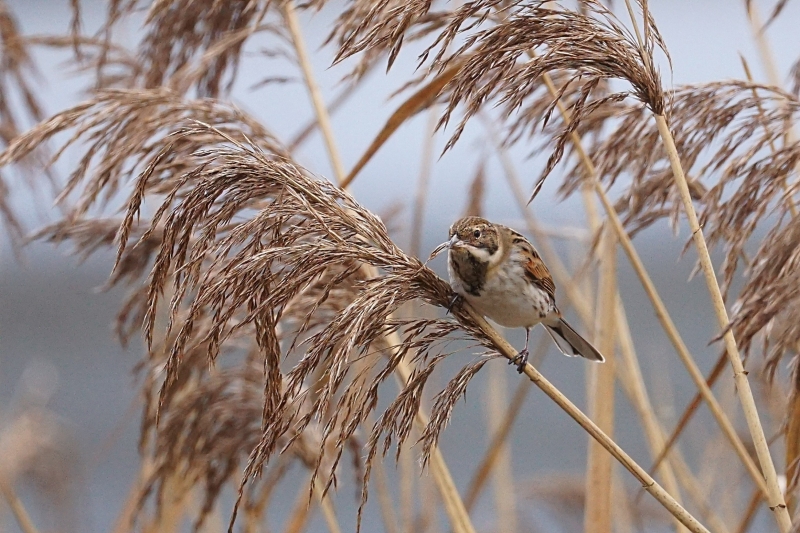 Photo Oiseaux Bruant des roseaux (Emberiza schoeniclus)