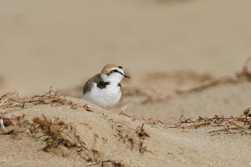 Photo Oiseaux Gravelot à collier interrompu 