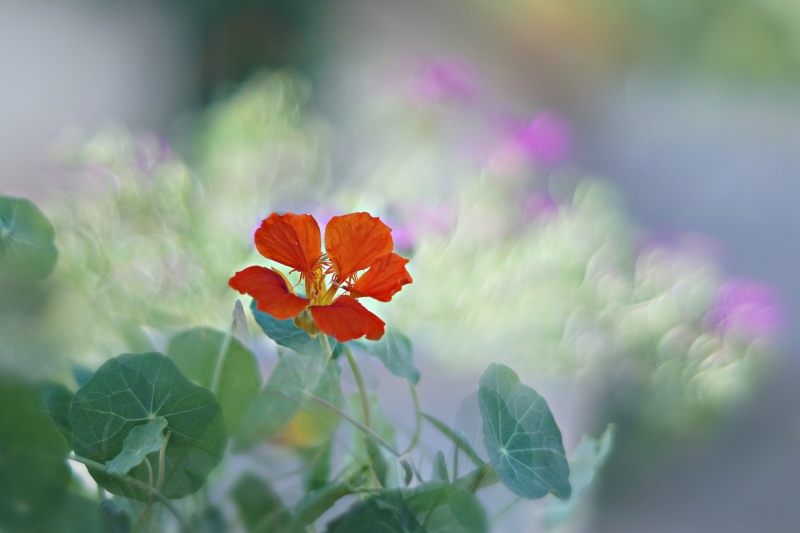 Photo Flore Capucine 