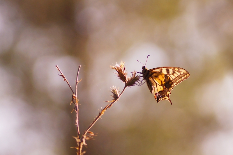 Photo Insectes Machaon (Papilio machaon)