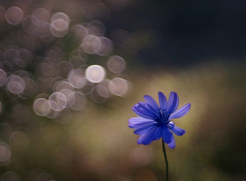 Photo Flore Chicorée sauvage