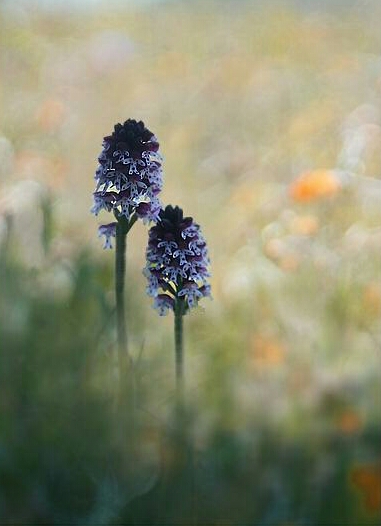 Photo Flore Orchis brûlée 