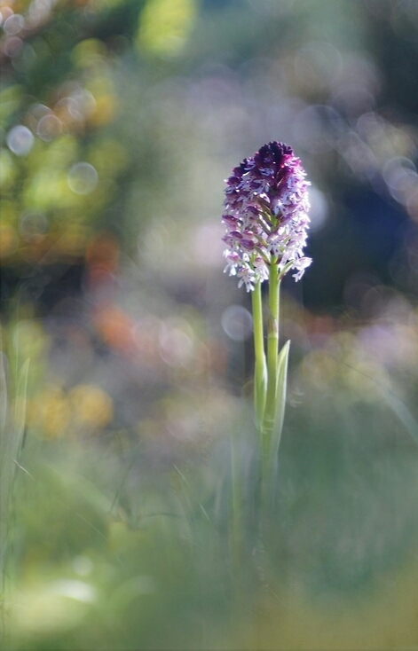 Photo Flore Orchis brûlée 