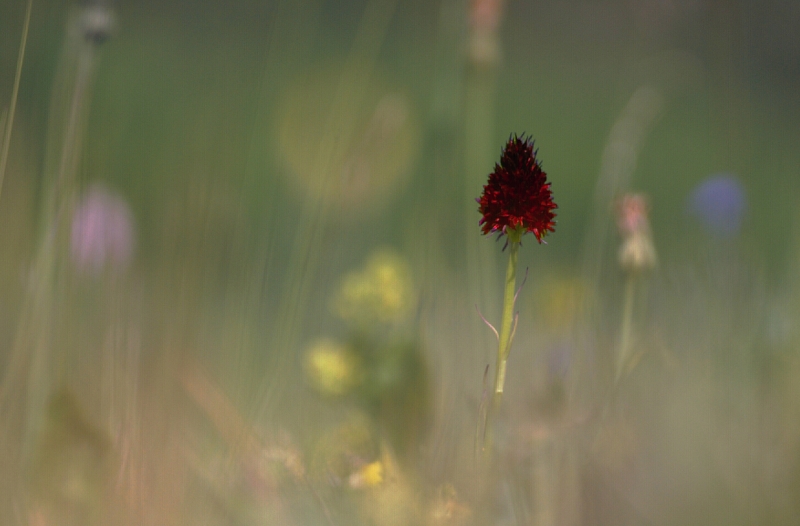 Photo Flore Nigritelle