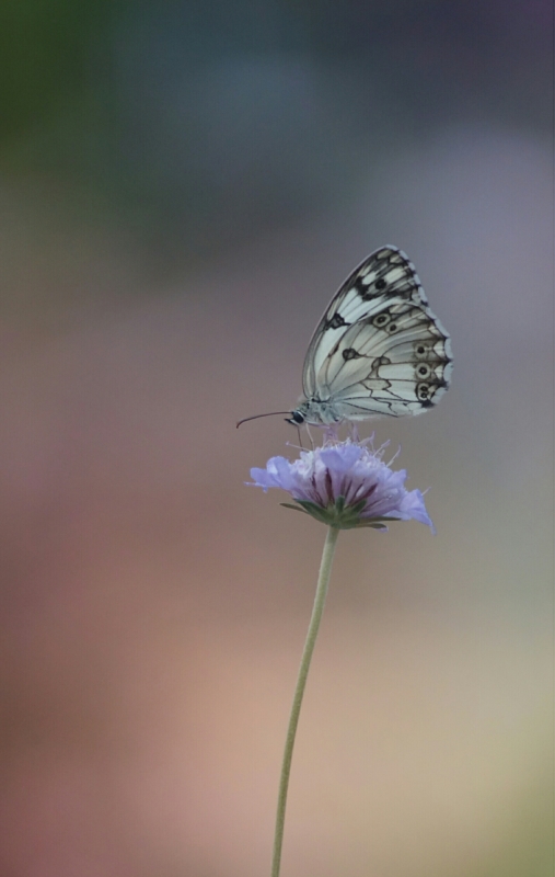 Photo Insectes Échiquier 