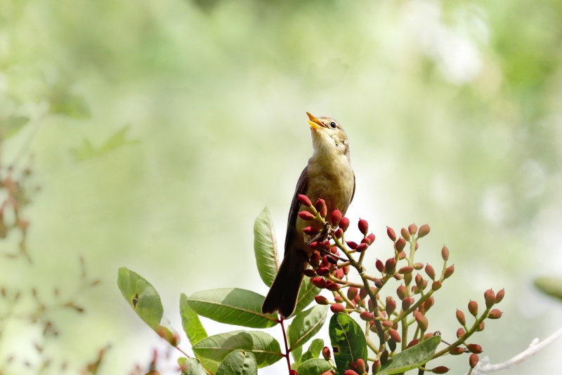 Photo Oiseaux Hypolais polyglotte