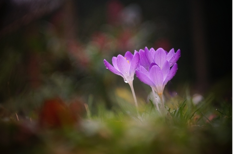 Photo Flore Crocus