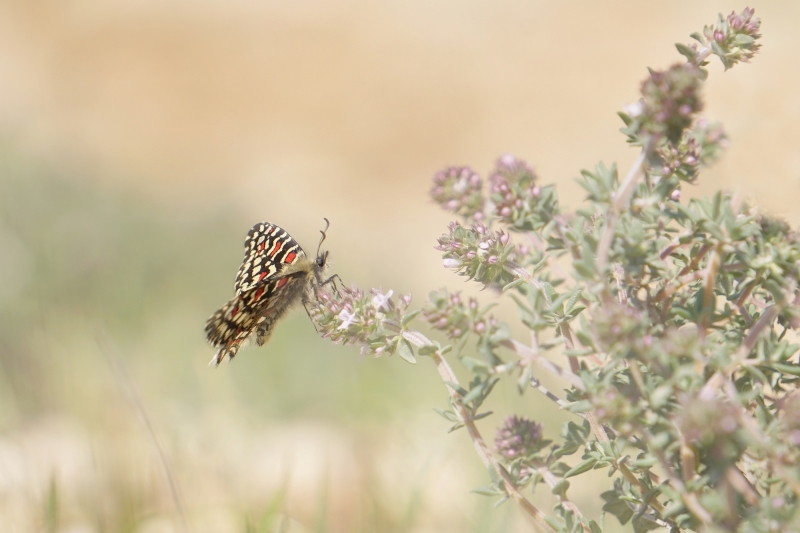 Photo Insectes Proserpine