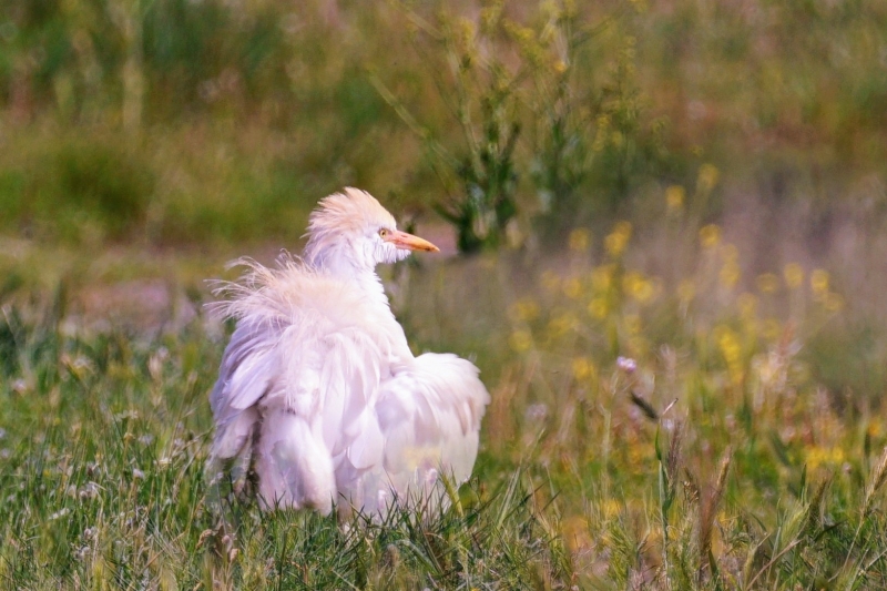 Photo Oiseaux heron garde boeuf