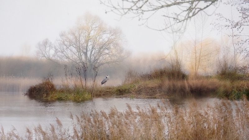 Photo Oiseaux Héron cendré