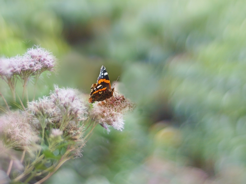 Photo Insectes Vulcain (Vanessa atalanta)