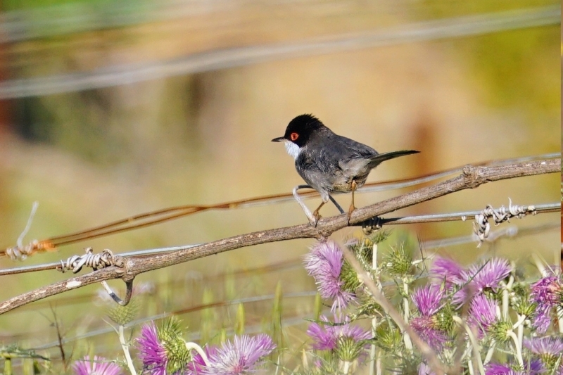 Photo Oiseaux Fauvette mélanocéphale (Sylvia melanocephala)