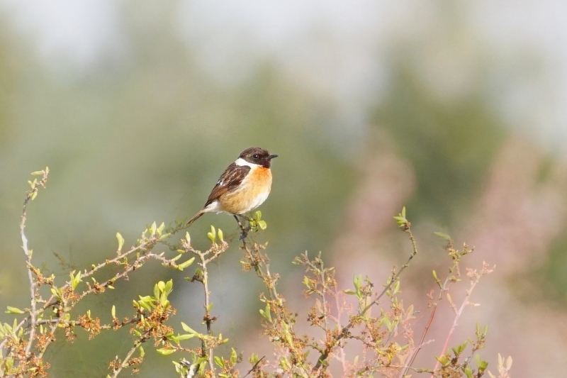 Photo Oiseaux tarier pâtre