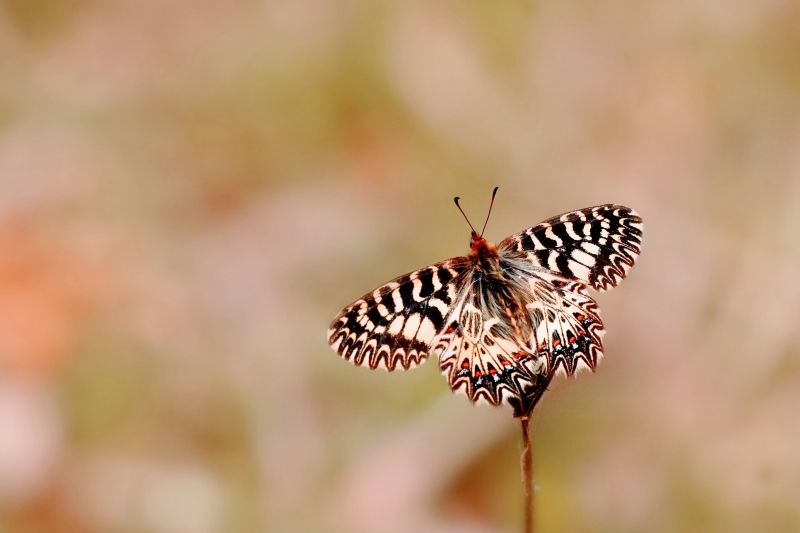 Photo Insectes Diane